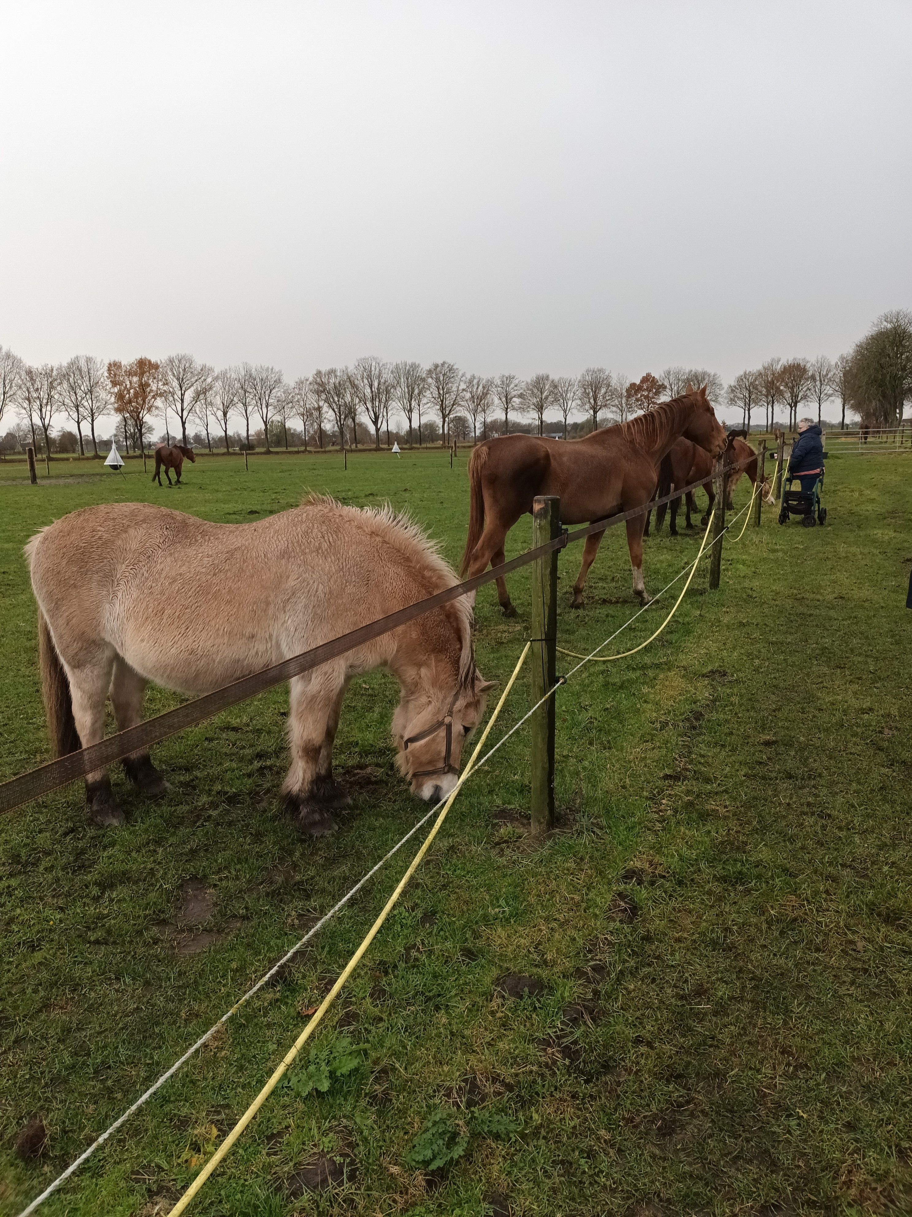 Paardenliefhebbers gezocht