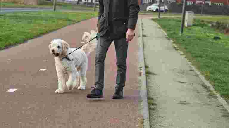 Gerard is looking for a buddy who comes especially for him