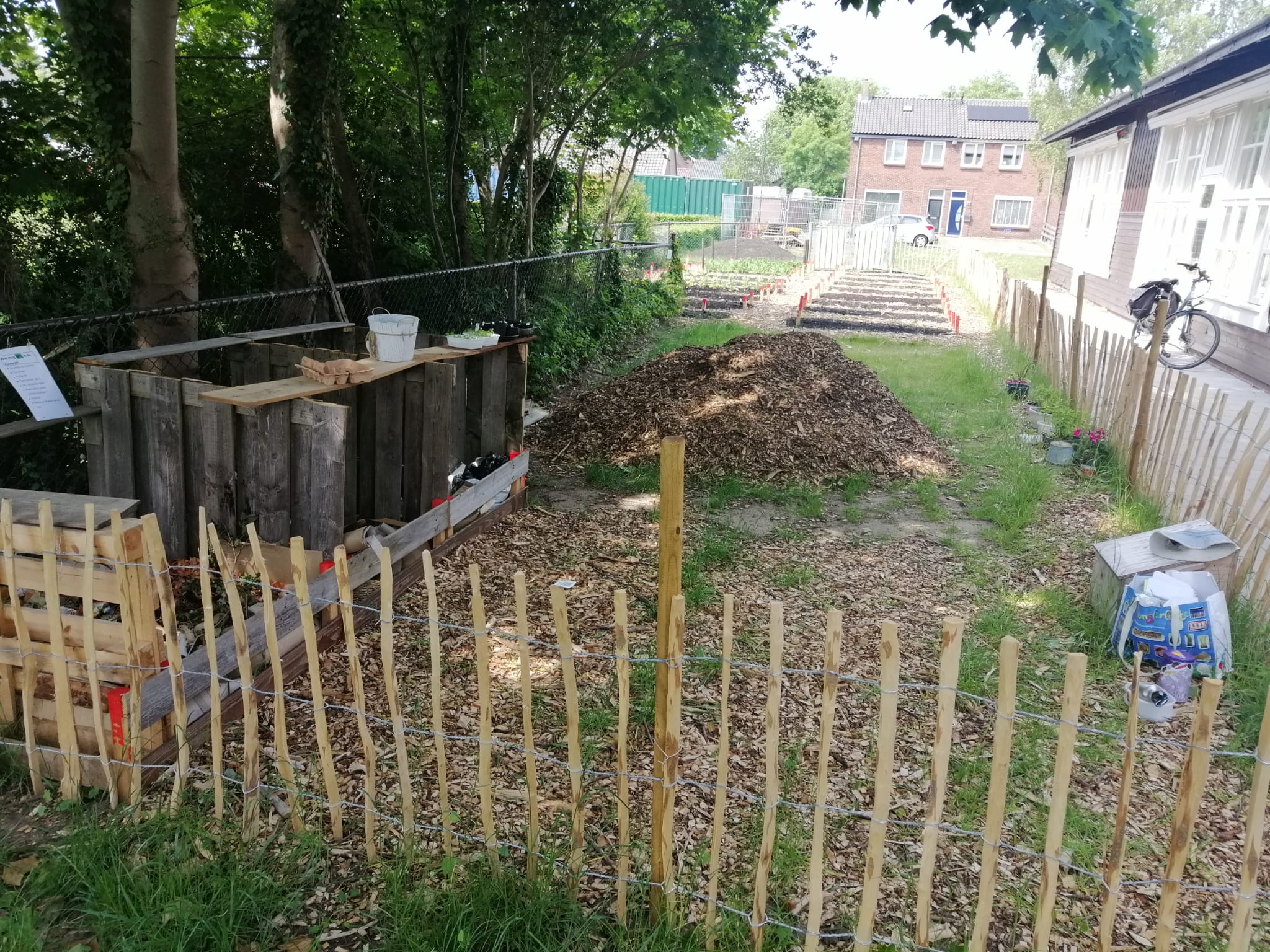 Vegetable garden volunteers