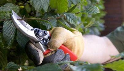 Vrijwilliger met groene vingers 