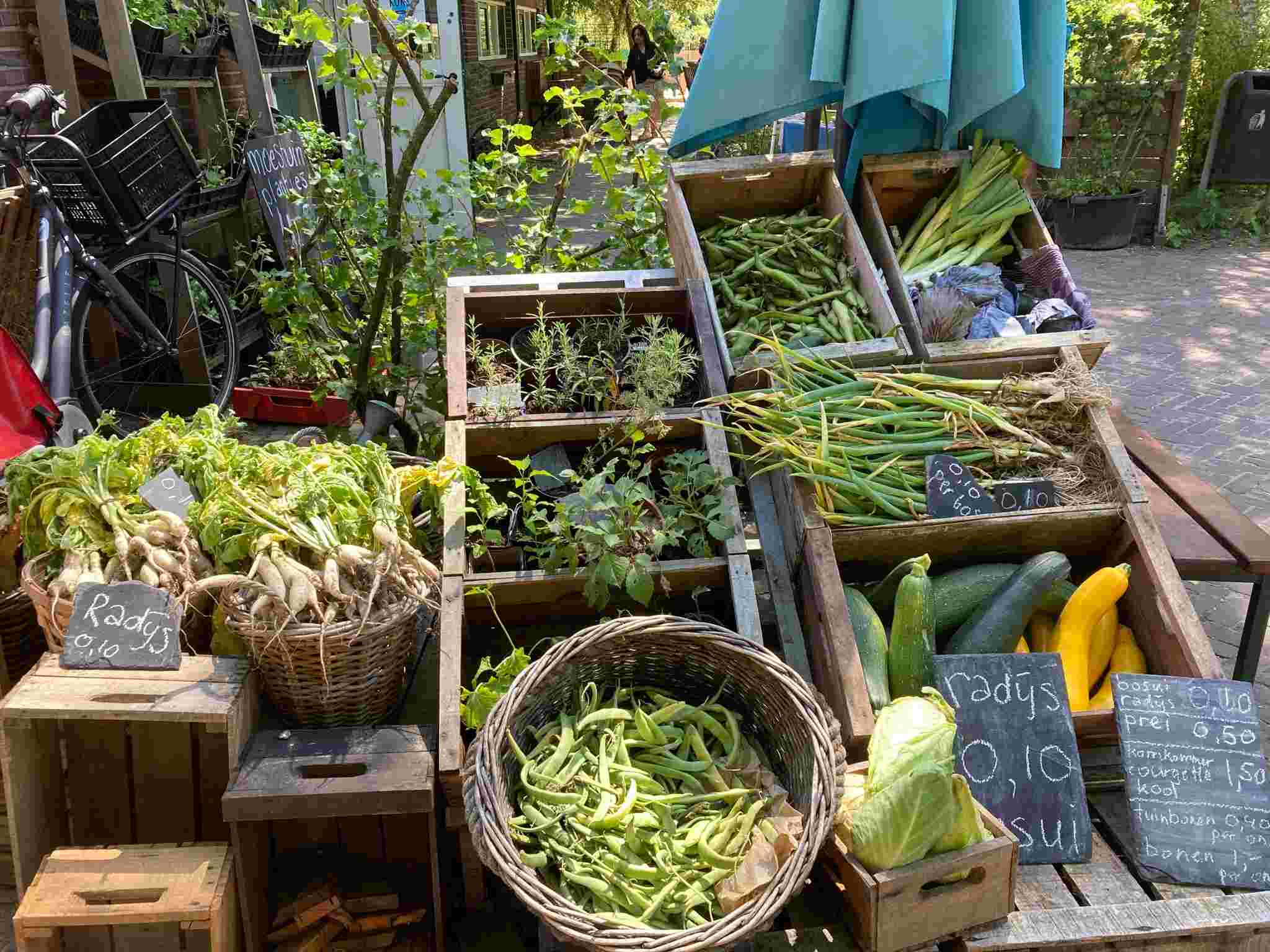 Helpen in de moestuin van Pluk! Den Haag
