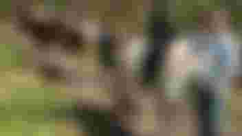 Helpende hand bij Madurodam Manege?