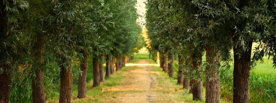 Natuurbehoud Den Haag