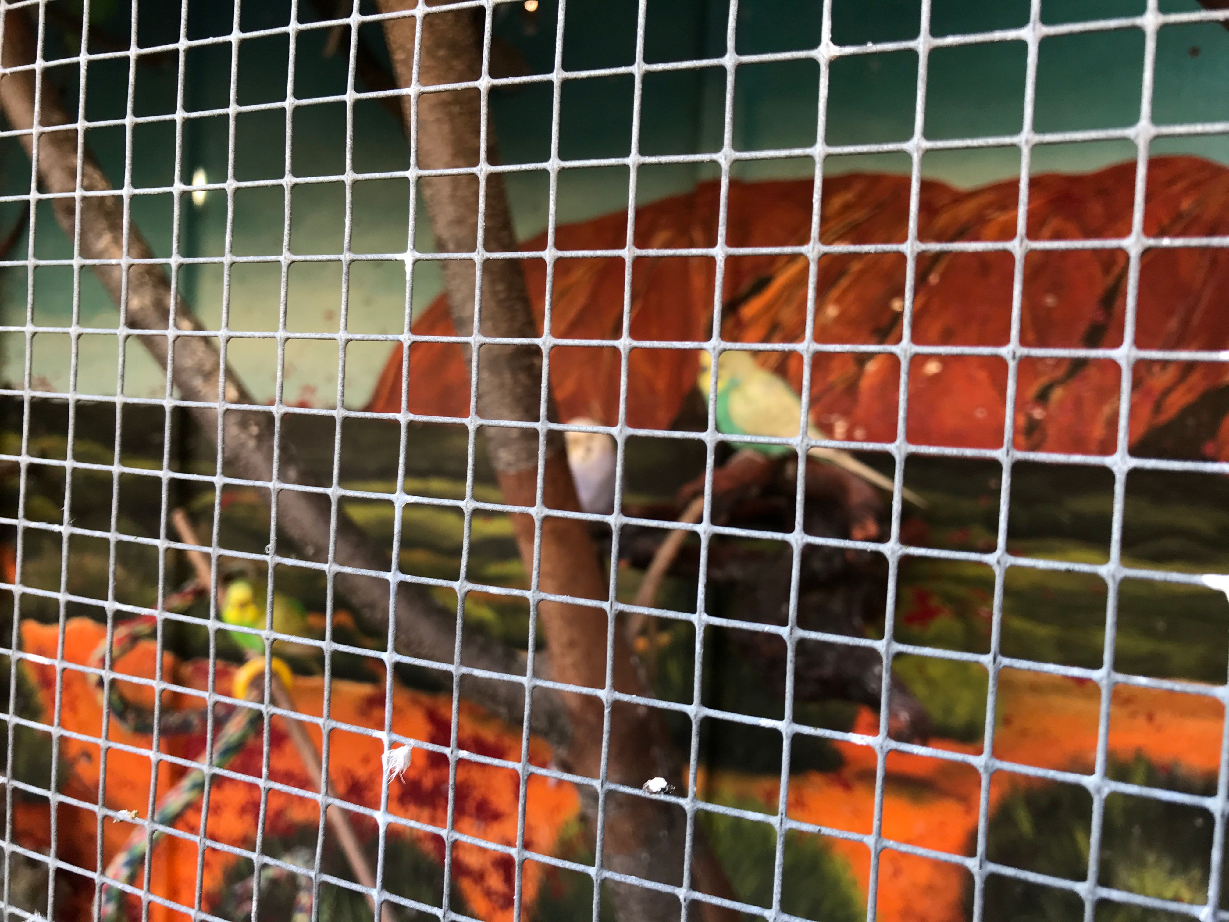 een vrijwilliger gezocht om af en toe  twee vogel volières  schoon te maken