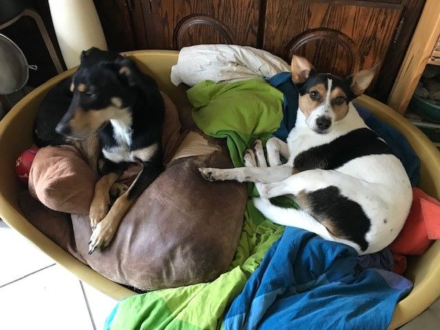 gezocht een vrijwilliger die af en toe twee kleine hondjes wil uitlaten. 