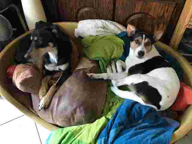 gezocht een vrijwilliger die af en toe twee kleine hondjes wil uitlaten.