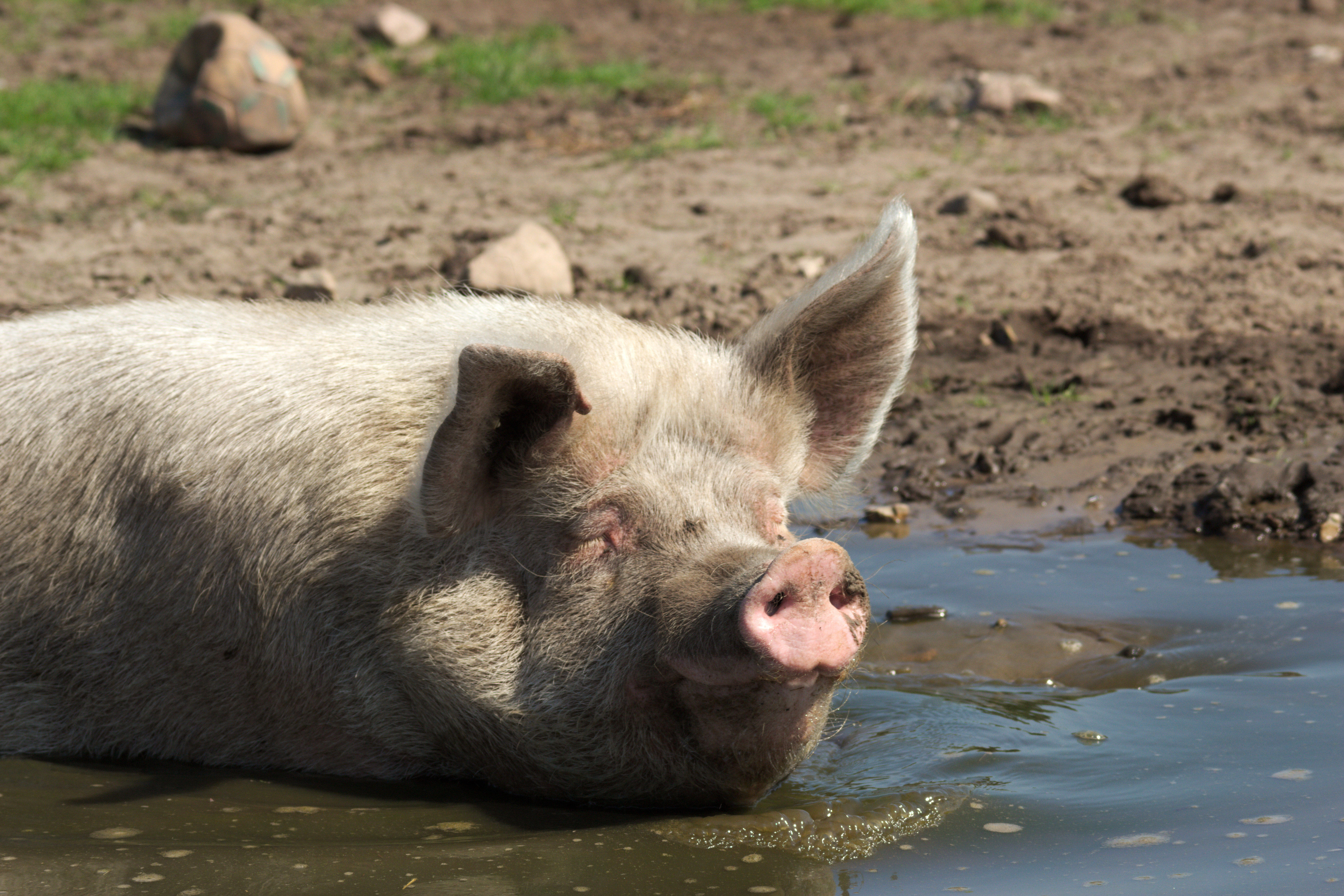 PENNINGMEESTER GEZOCHT VOOR BITE BACK