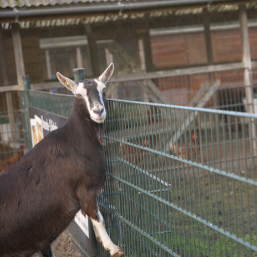 stichting Gelukki Geit