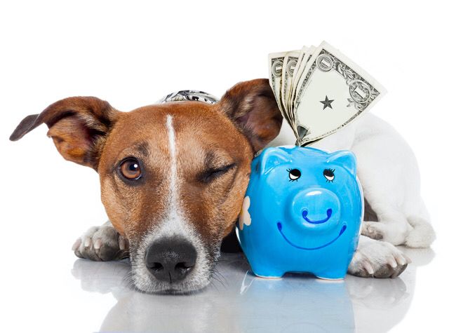 HONDVRIENDELIJKE PENNINGMEESTER GEZOCHT! 🐶