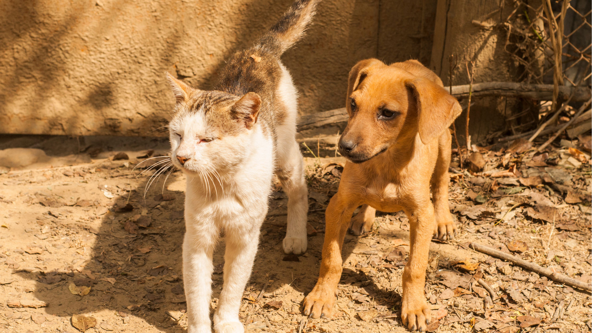 Animal Lovers Needed