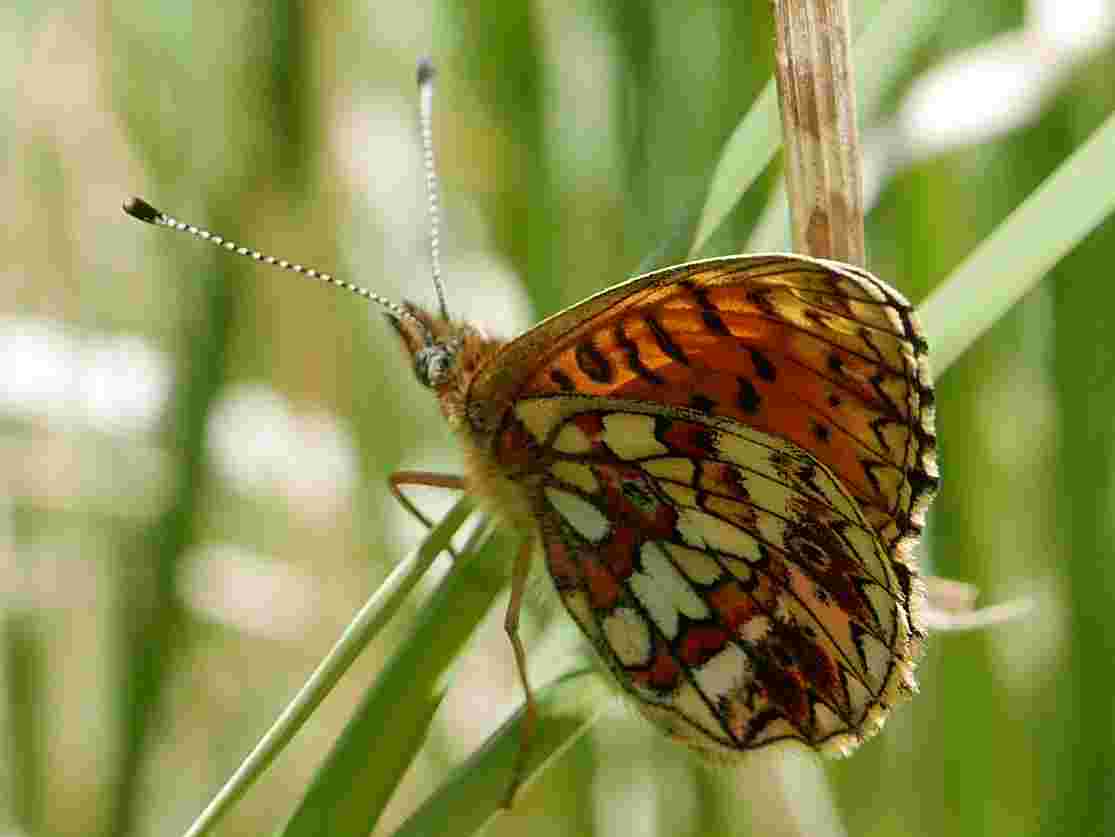 Reserve Volunteer, at Mt Fancy Butterfly Conservation Reserve