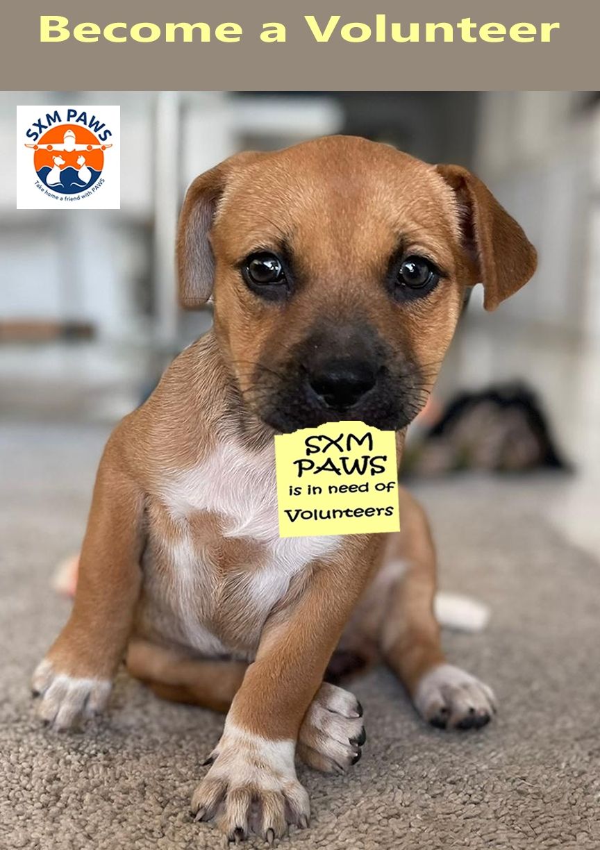 Volunteers needed at the Puppy Play Pen!