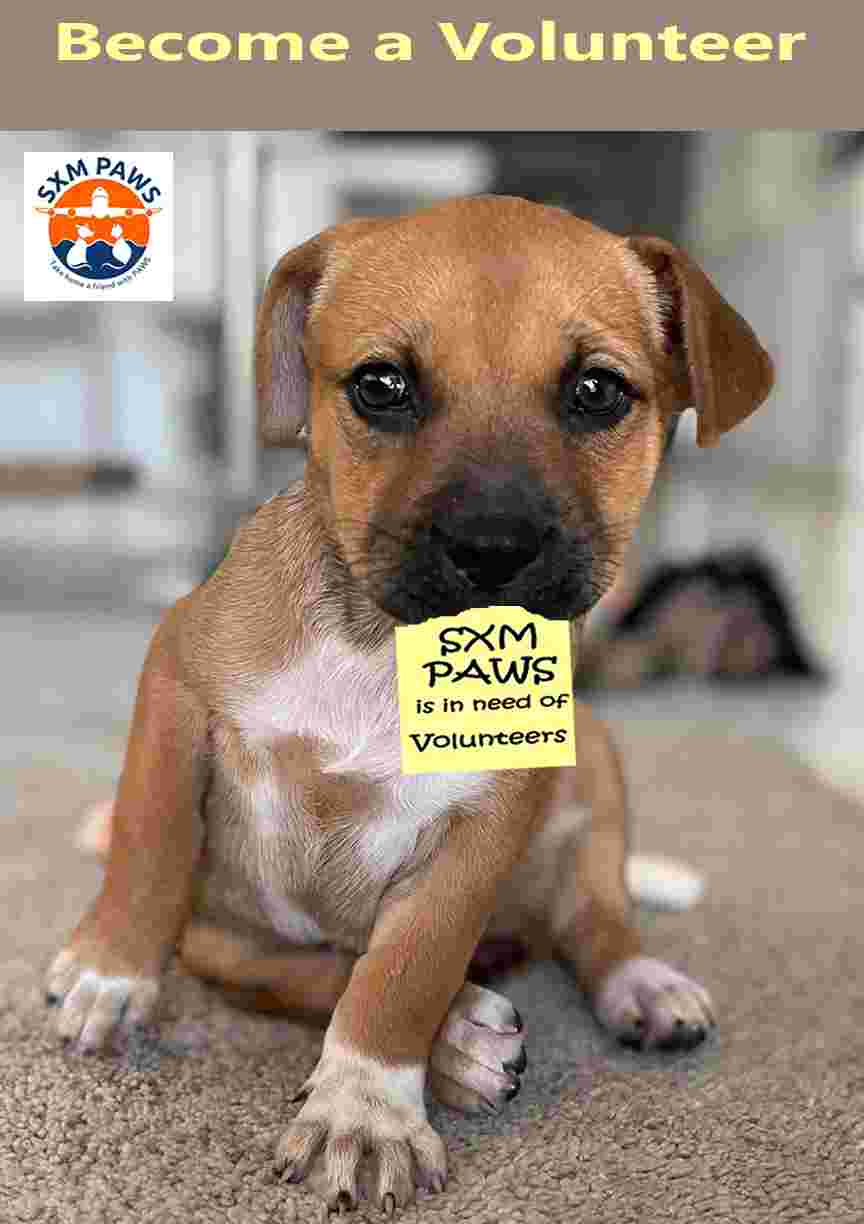 Volunteers needed at the Puppy Play Pen!