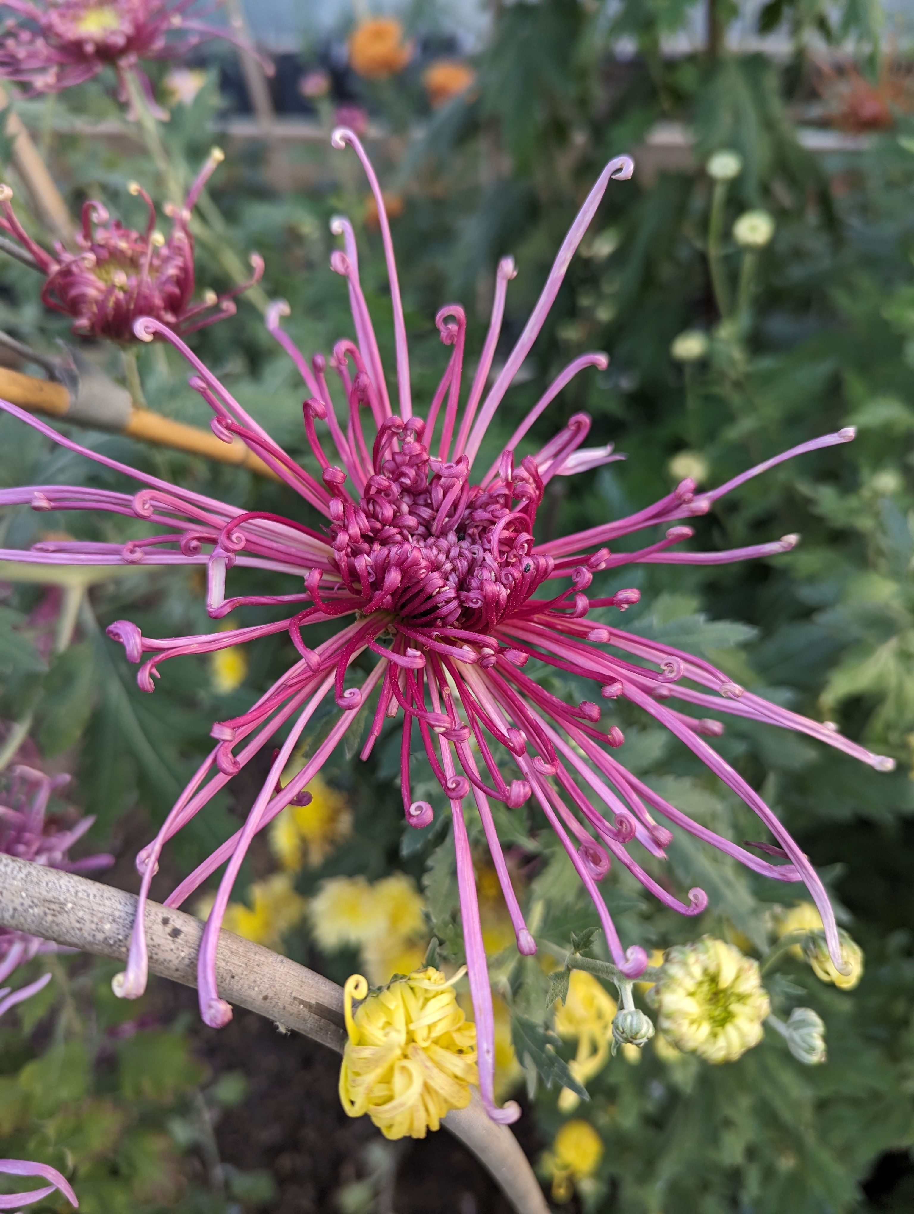 Fundraising Volunteer