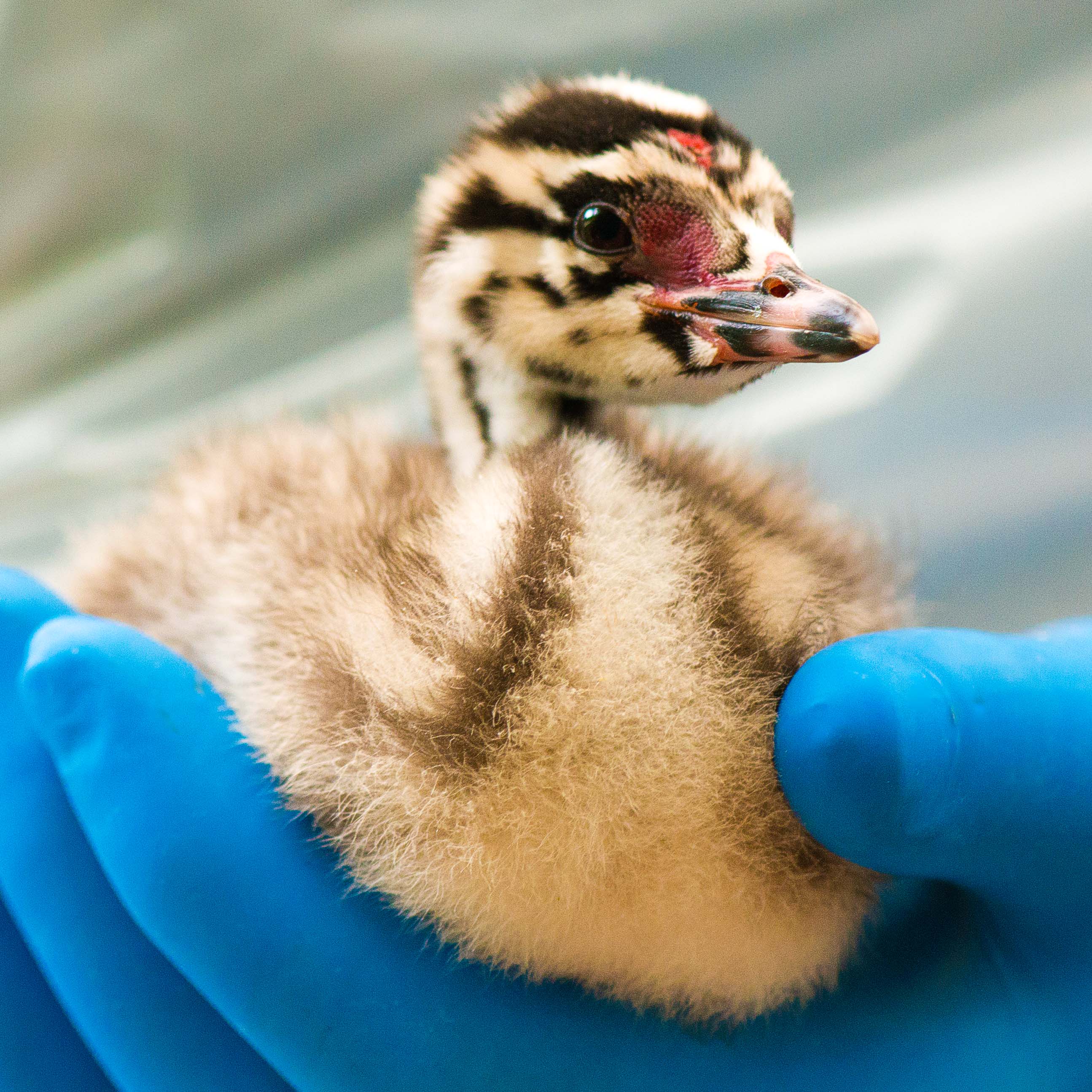 Assistent fondsenwerving