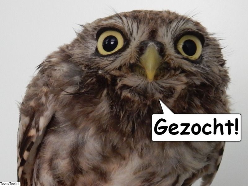 social media coordinator