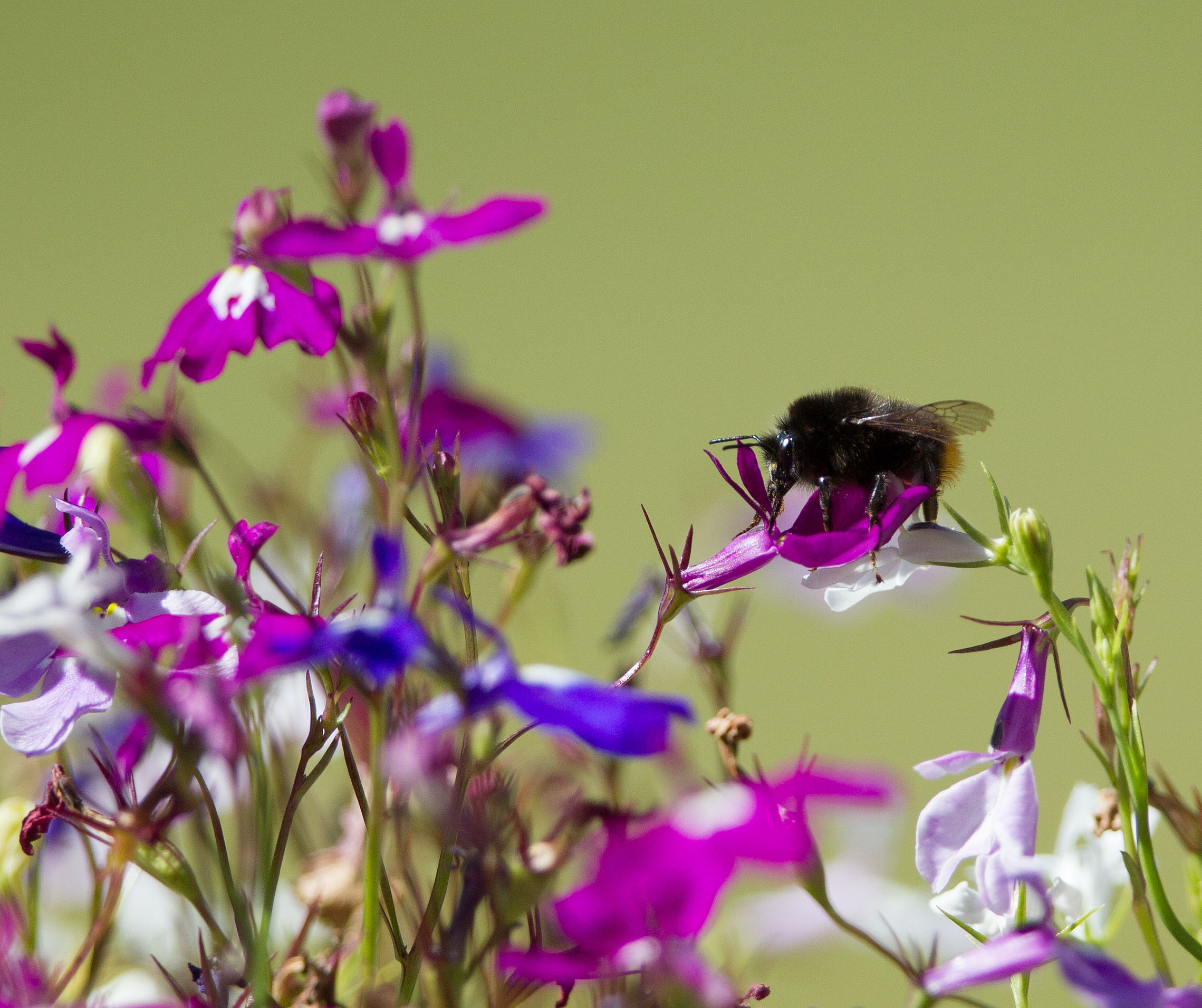 Trustee - Wildlife, Ecology and Nature Conservation