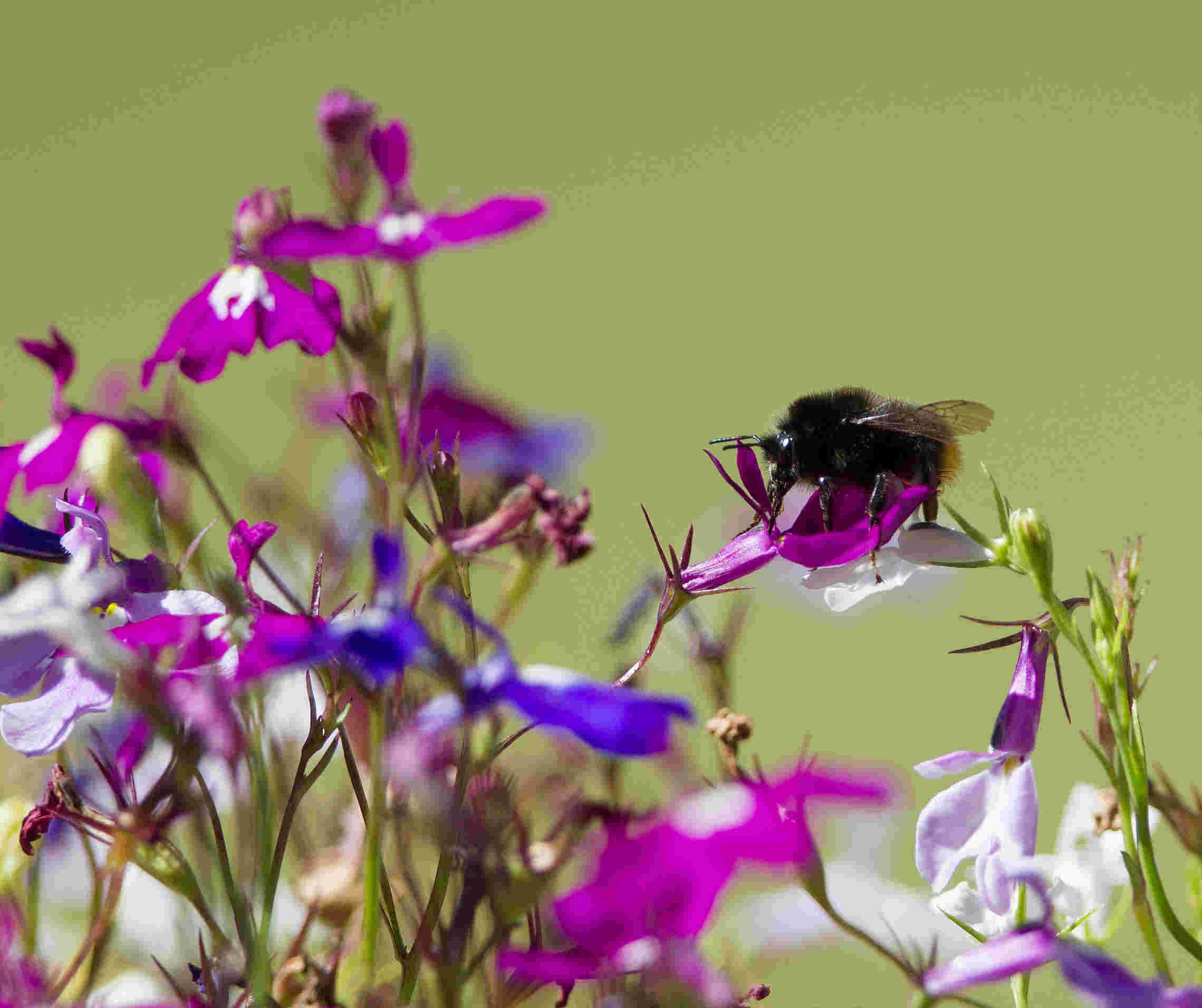 Trustee - Wildlife, Ecology and Nature Conservation