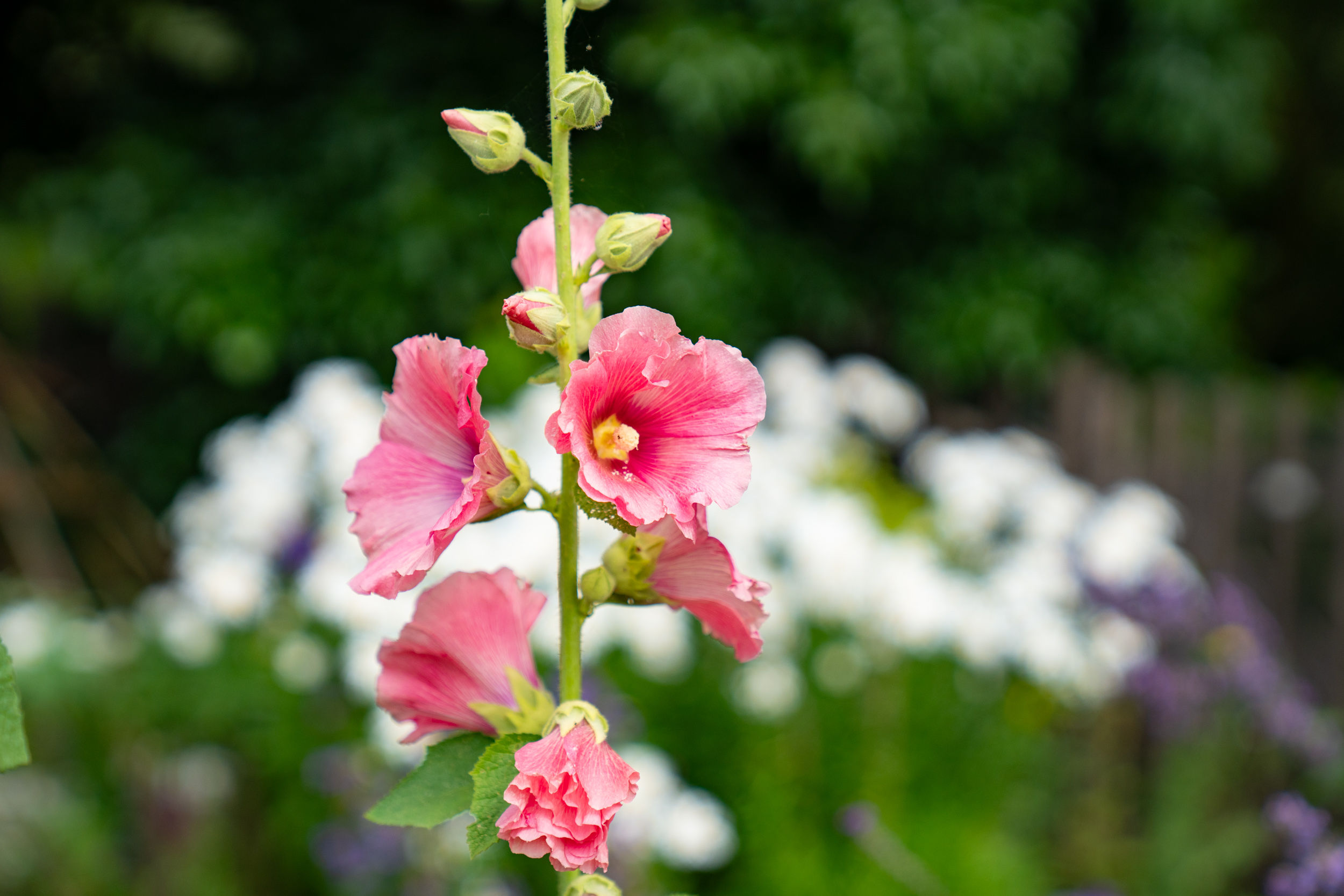 Gardening & Maintenance