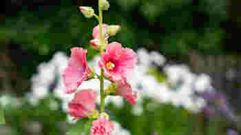 Gardening & Maintenance