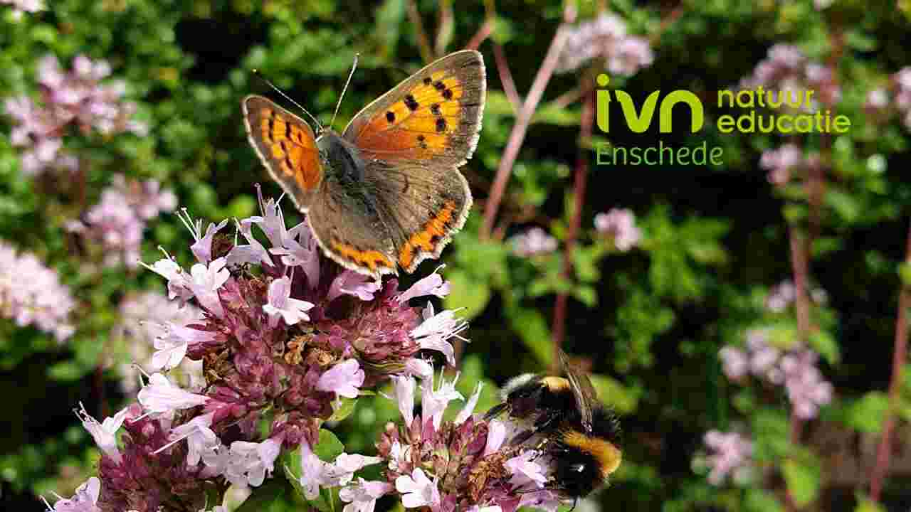 Redactielid Gidsengids, het afdelingsblad van IVN Enschede