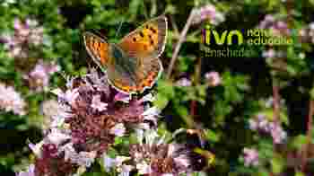 Aspirant bestuurslid