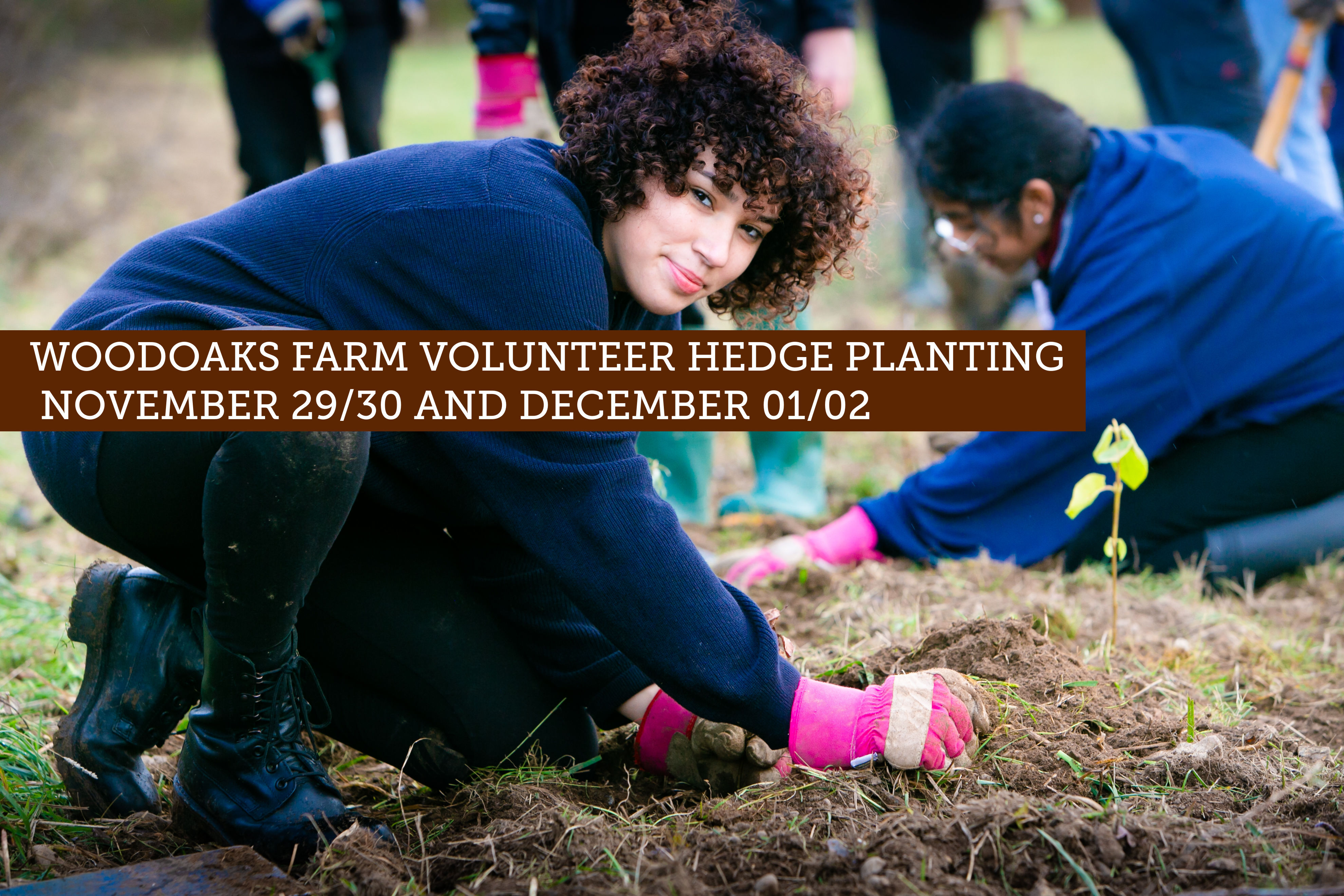 Winter Hedge Planting at Woodoaks Farm 