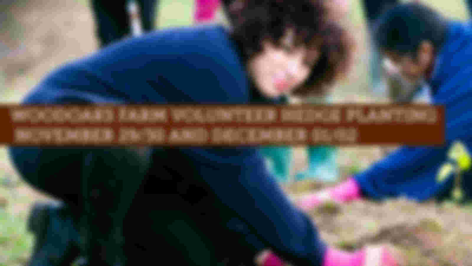 Winter Hedge Planting at Woodoaks Farm 