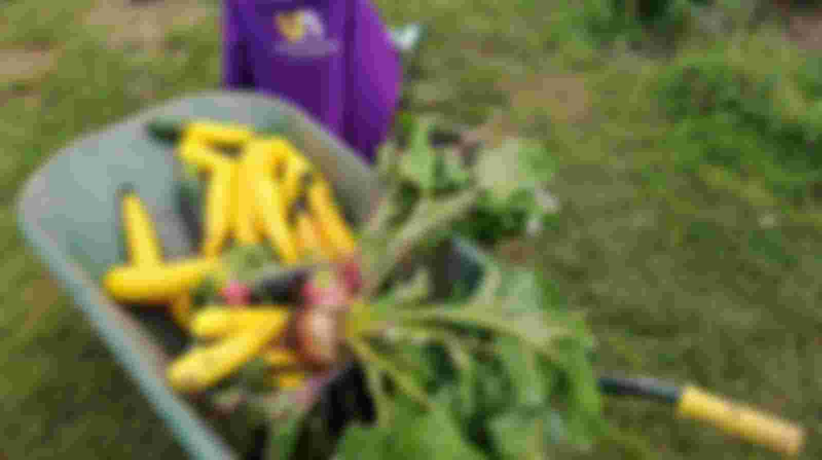 Tuinvrijwilliger met kennis van (moes)tuinieren met coördinerende vaardigheden