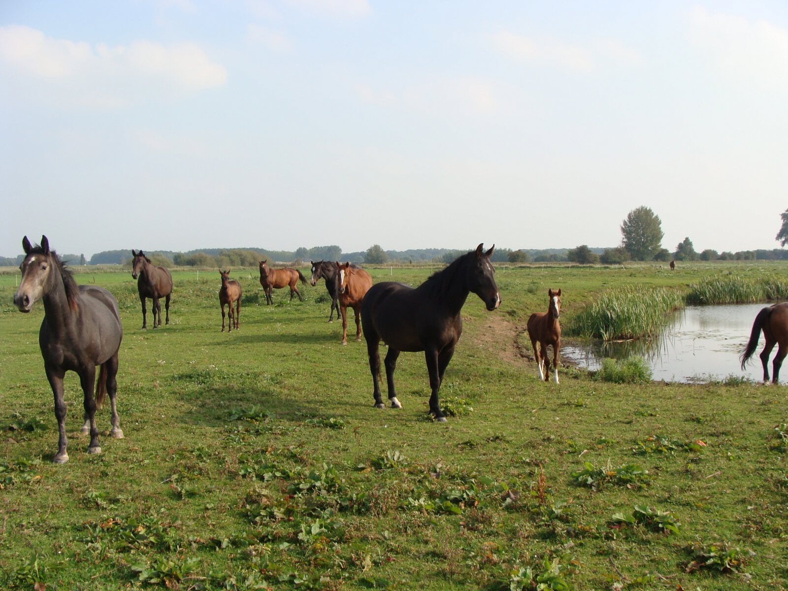 Paarden verzorgen