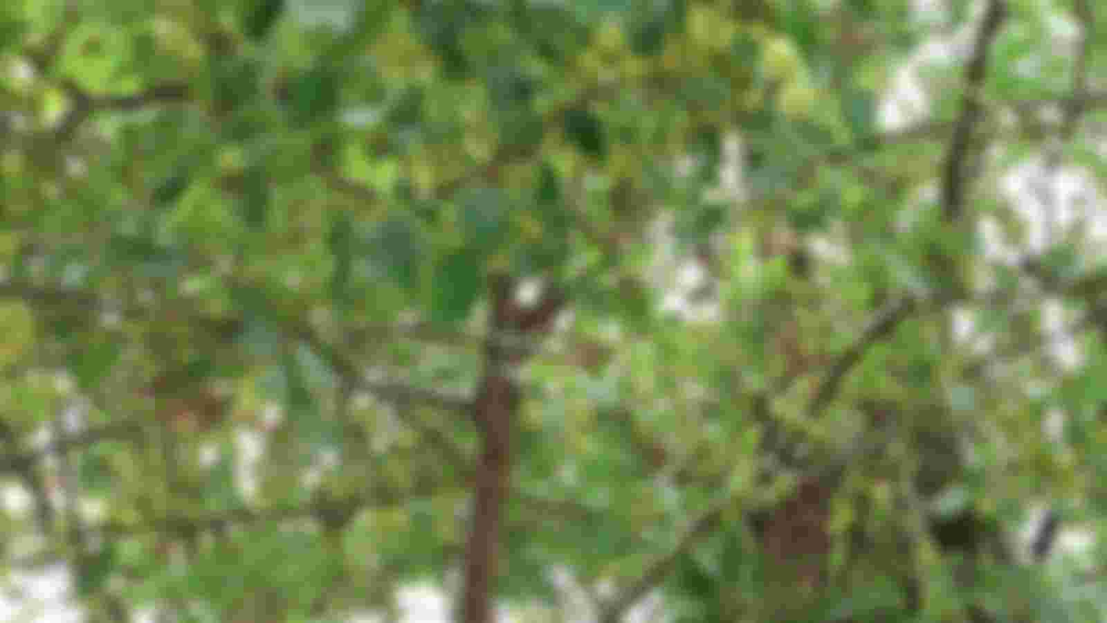 Verzorger (fruit)bomen en struiken