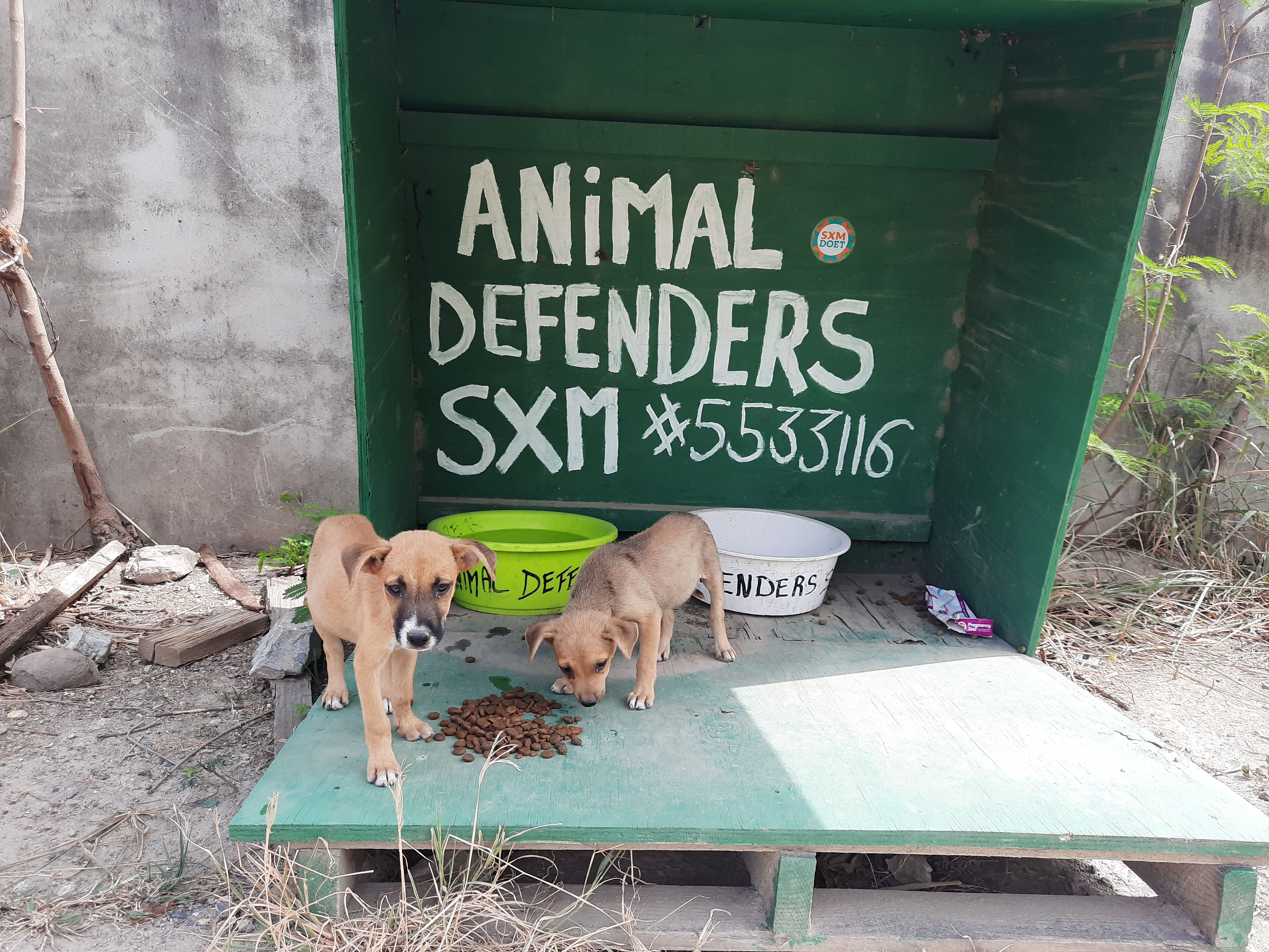 Feeding stray cats and dogs - Timesharing for animals 