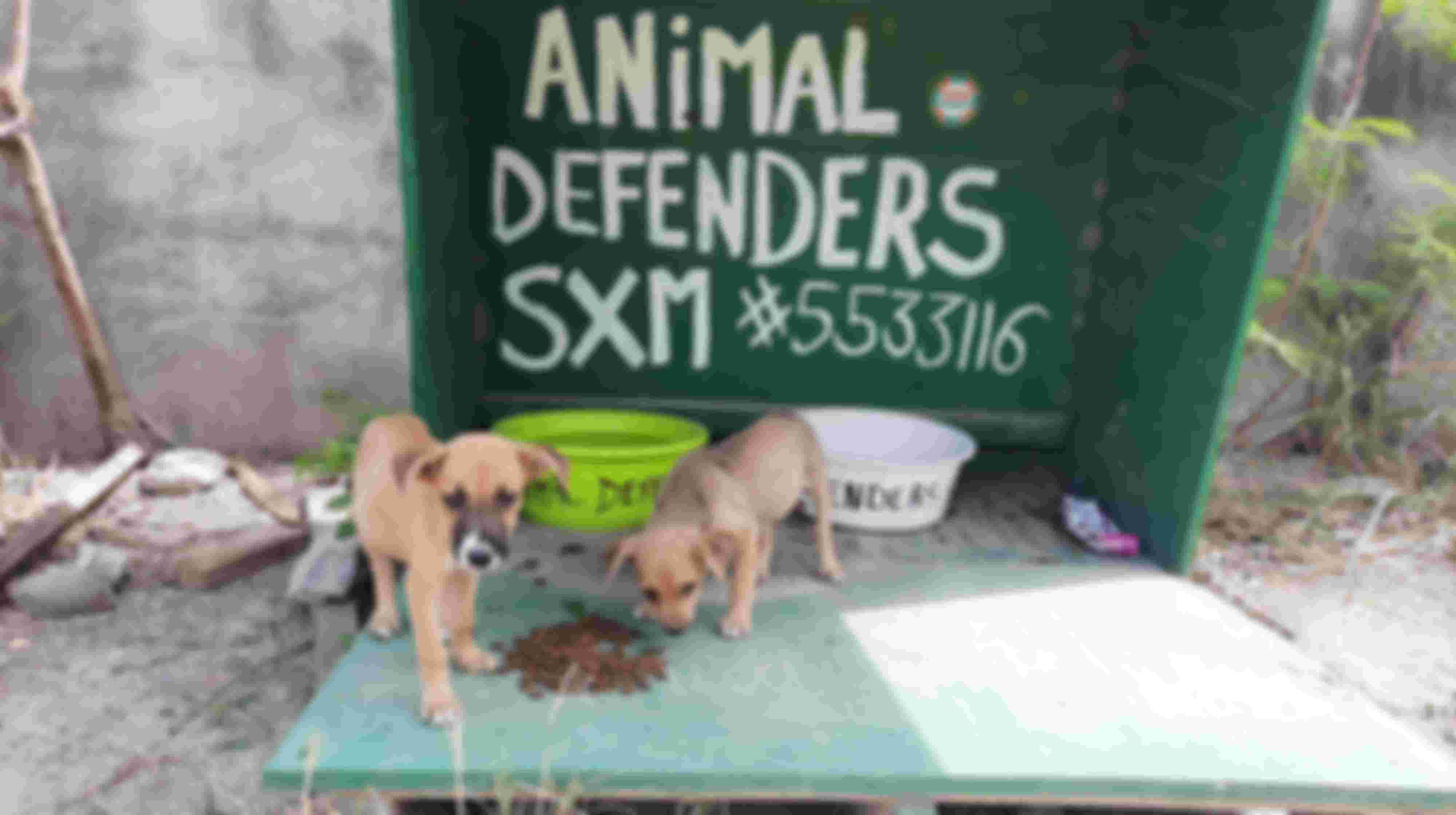 Feeding stray cats and dogs - Timesharing for animals