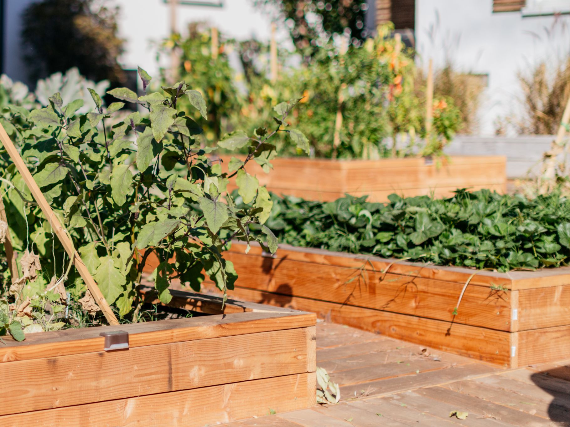 Beautification Project 