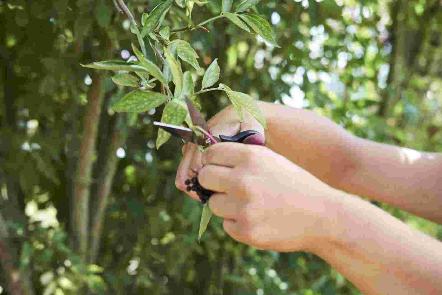Social media vrijwilliger voor de uitagenda de Groene Uitloper