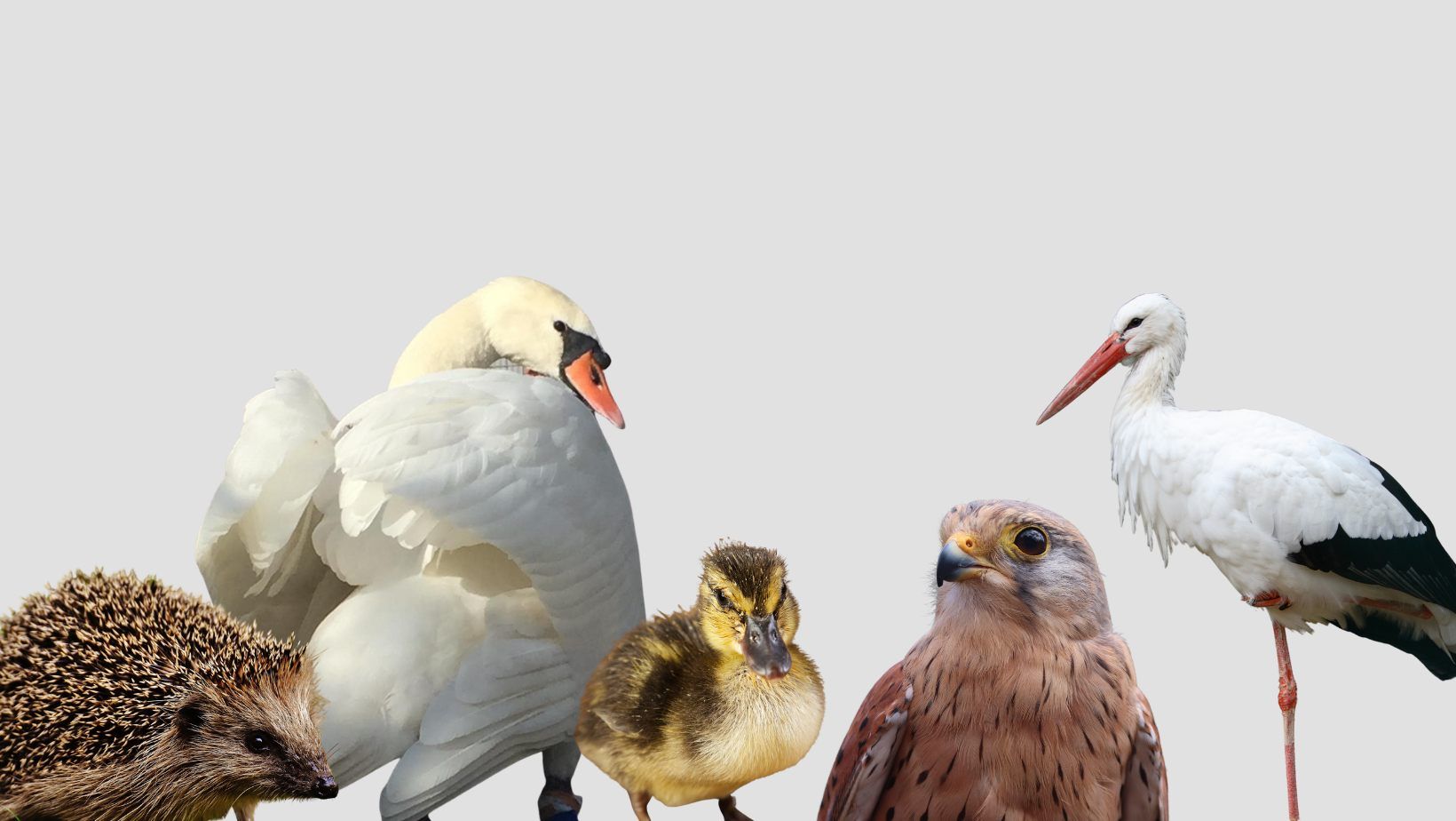 Medewerker vogelopvang (vrijwillig)