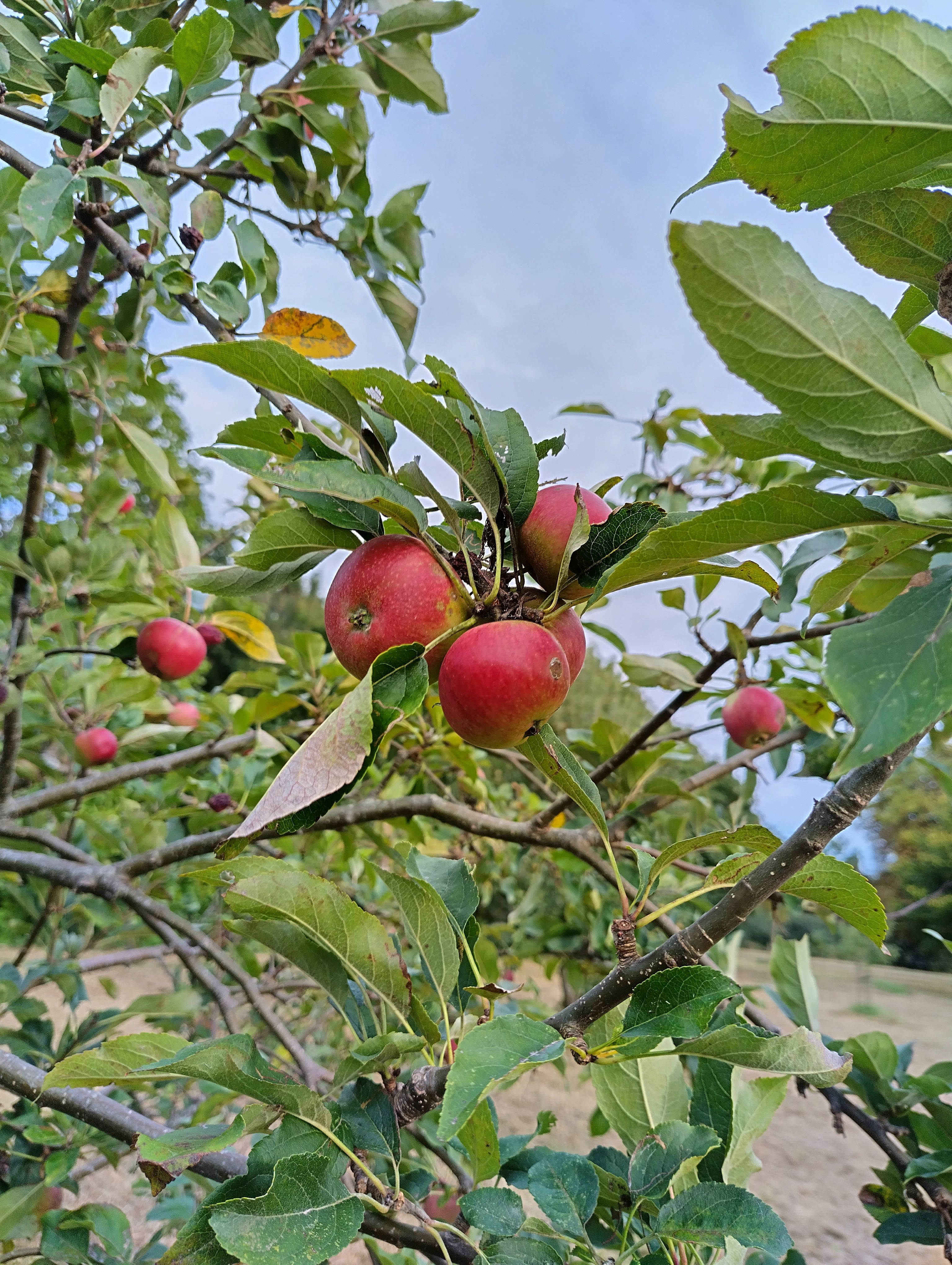 Green Abbey September Planting and Pruning Event