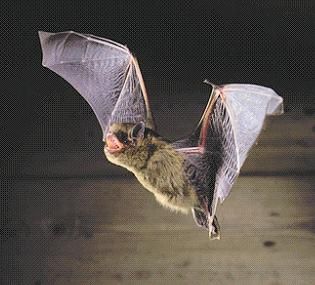 Bat Talk Volunteer