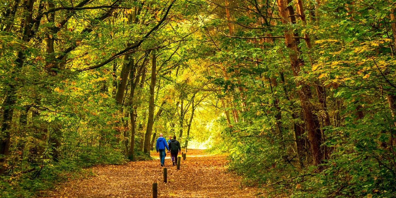 Wandelvrijwilliger in de Ouderenzorg – Breng Beweging en Gezelschap