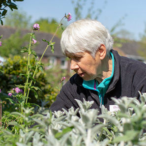 Gardener Volunteer Grove House St Albans