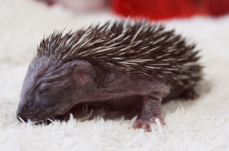 Wildlife Hospital - Hedgehog Carer