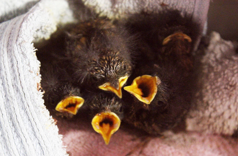 Wildlife Hospital - Bird Carer