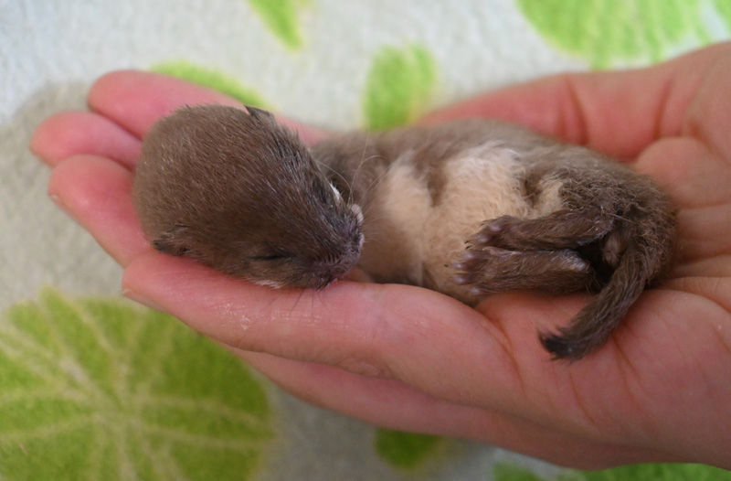 Wildlife Hospital - General Assistant 