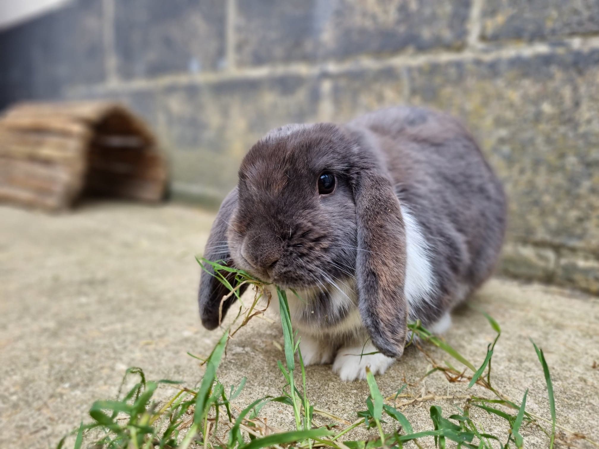 Rabbit Care Assistant