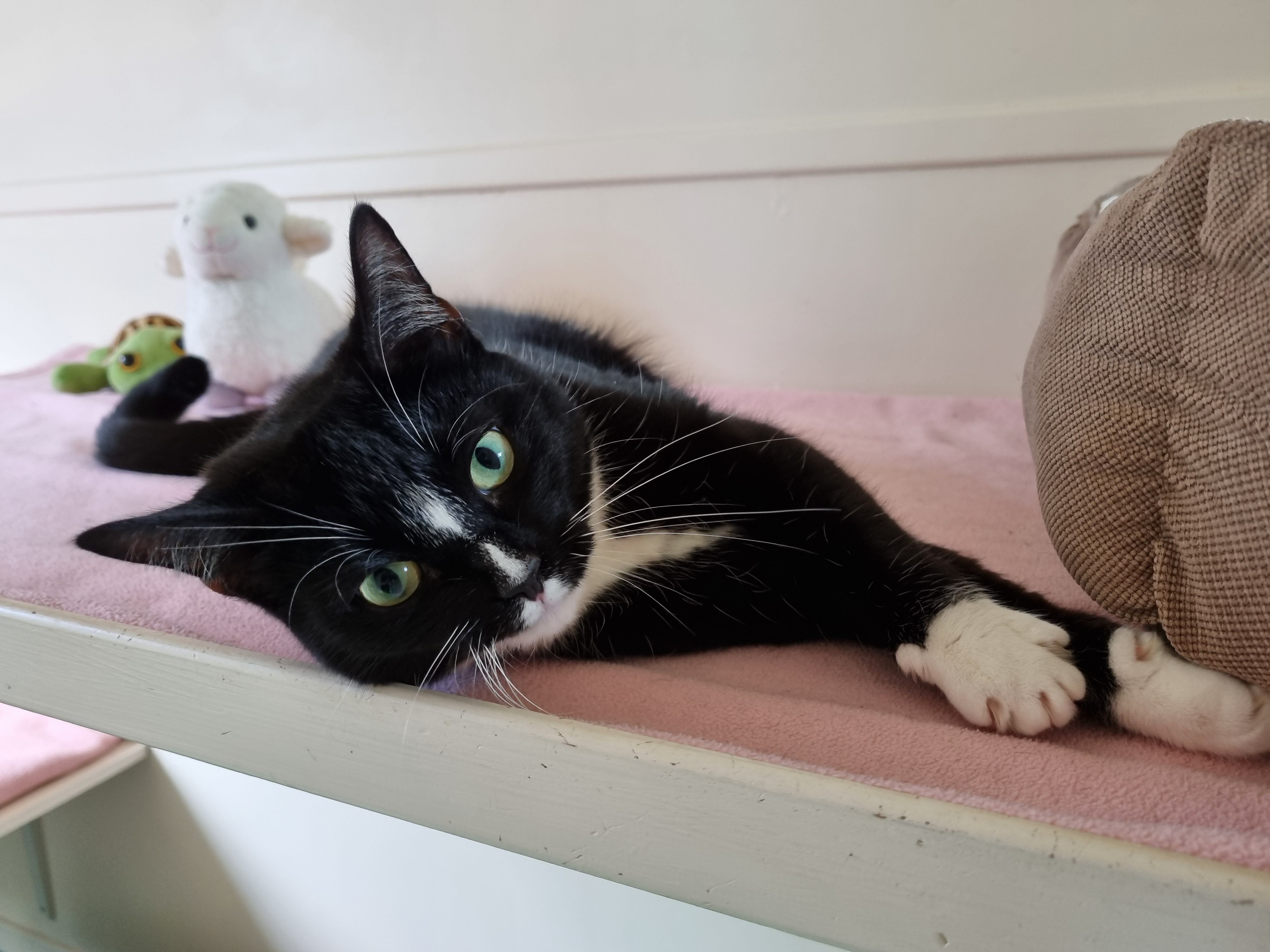 Cattery Care Assistant