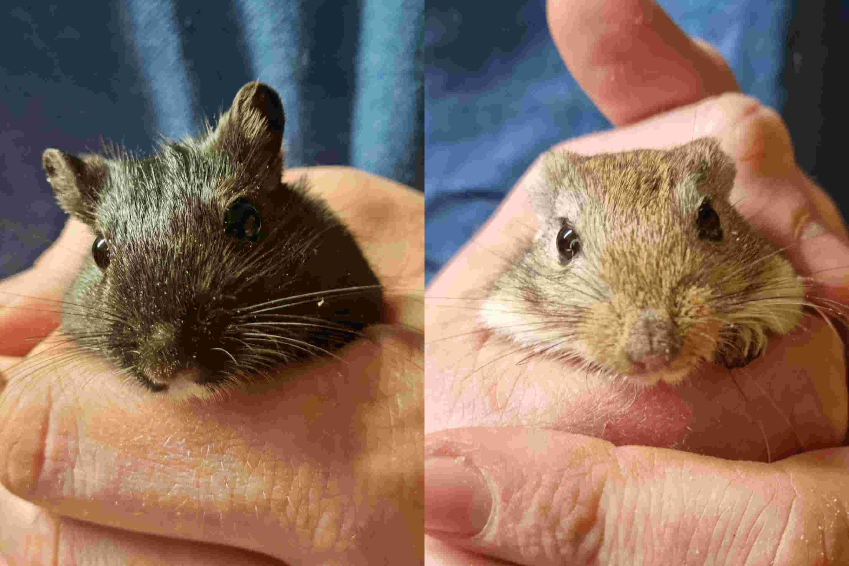 Small Animal Care Assistant