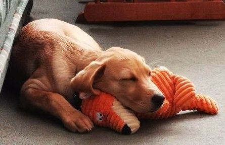 Puppy Fosterer | Get InVOLved Norfolk