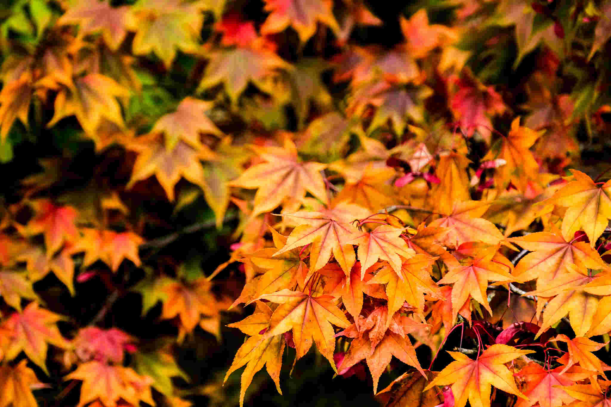 Community Woodland Volunteer
