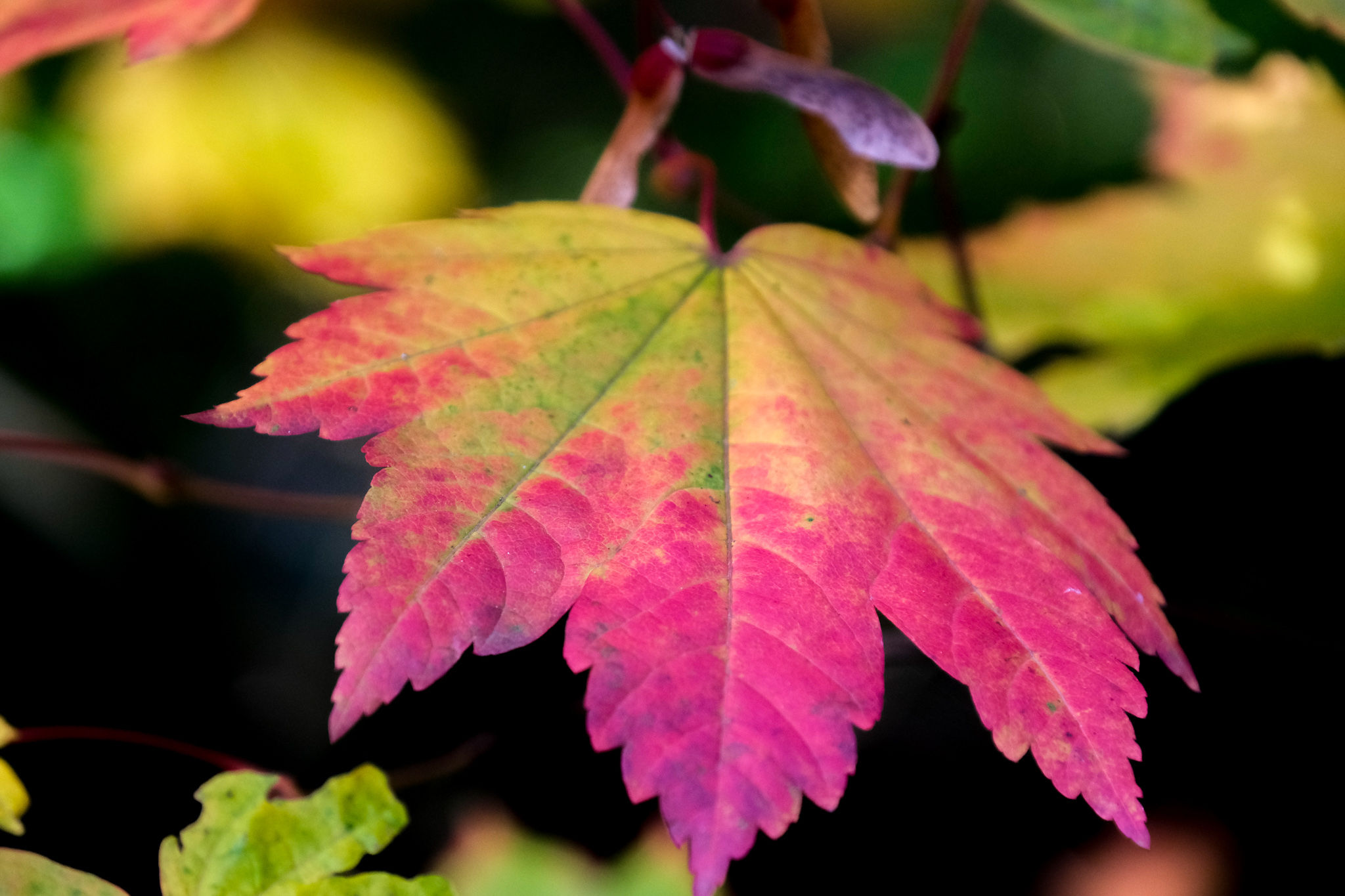 WoW Team volunteer (Window on Westonbirt)