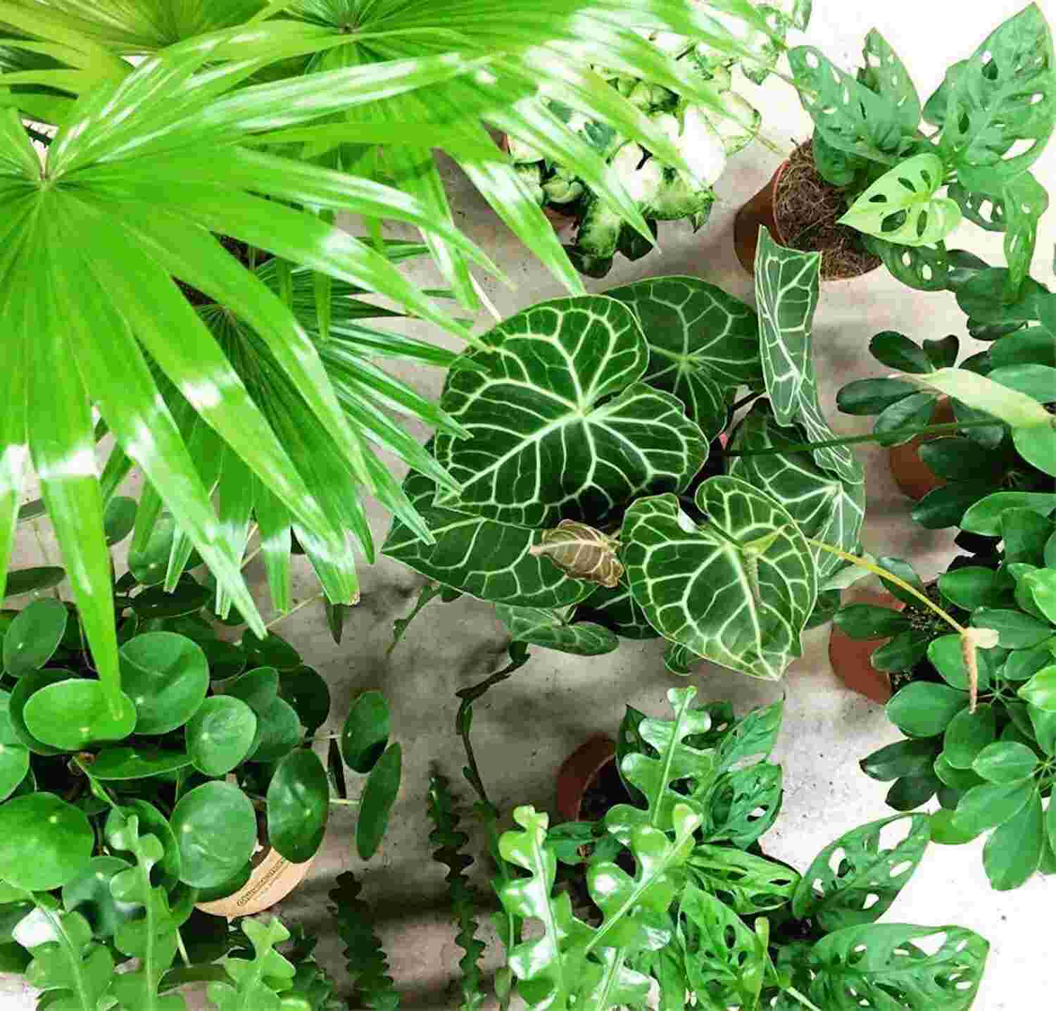 Kamerplantenverzorger m/v/x